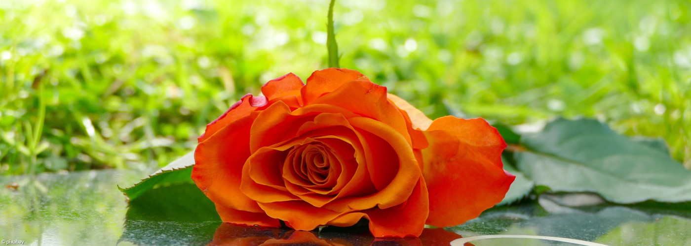 Rose auf Grab